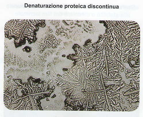 Denaturazione proteica discontinua
